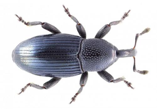 Aulacobaris kaufmanni
